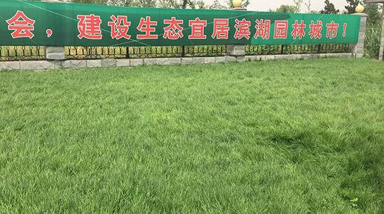 衡水湖湿地保护区绿化带